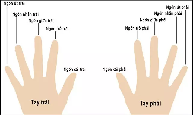 ngón tay đeo nhẫn
