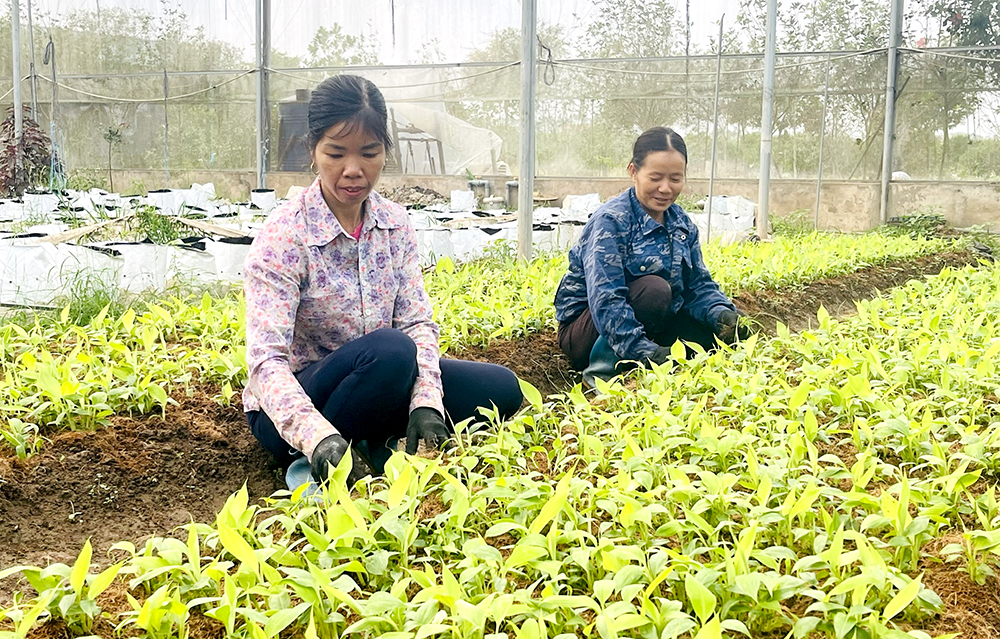 tập trung phát triển kinh tế-vhhnews