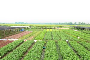 nông nghiệp cận đô thị